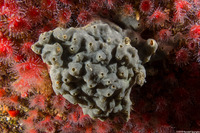 Trididemnum sp.1 (Trididemnum sp.1)