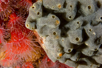 Trididemnum sp.1 (Trididemnum sp.1)