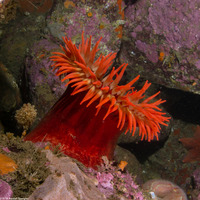 Urticina piscivora (Fish-Eating Urticina)