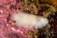 Cadlina flavomaculata (Yellow-Spot Cadlina)