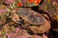 Romaleon antennarium (Pacific Rock Crab)