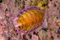 Tonicella lineata (Blue Lined Chiton)