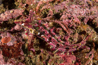 Gibbonsia montereyensis (Crevice Kelpfish)