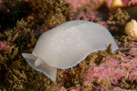 Berthella chacei (White Berthella)