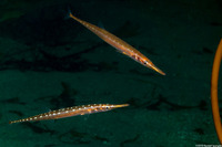 Aulorhynchus flavidus (Tubesnout)