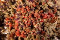 Ritterella rubra (Red Currant Tunicate)