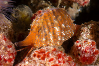 Pseudopusula californiana (Coffee Bean Cowry)