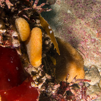 Polyclinum planum (Polyclinum Planum)