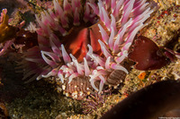 Urticina coriacea (Stubby Rose Anemone)