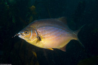 Embiotoca lateralis (Striped Seaperch)