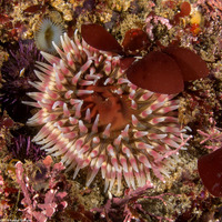 Urticina coriacea (Stubby Rose Anemone)