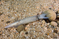 Doryteuthis opalescens (Market Squid)
