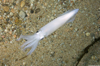Doryteuthis opalescens (Market Squid)