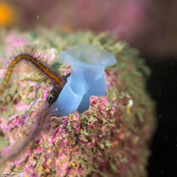 Kellia laperousii (Smooth Kelly Clam)