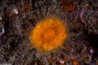 Balanophyllia elegans (Orange Cup Coral)