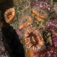 Paracyathus stearnsii (Brown Cup Coral)
