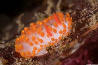 Limacia cockerelli (Cockerell's Dorid)