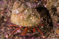 Pagurus hemphilli (Maroon Hermit Crab)
