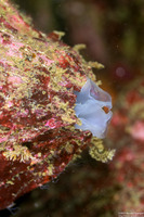 Kellia laperousii (Smooth Kelly Clam)