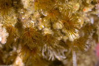 Dodecaceria pacifica (Colonial Tube Worm)