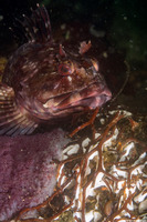 Scorpaenichthys marmoratus (Cabezon)