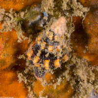 Hesperaptyxis luteopictus (Painted Spindle)