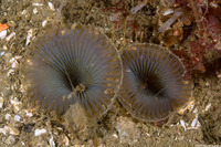 Myxicola sp.1 (Slime Fan Worm)