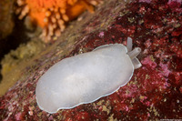 Berthella chacei (White Berthella)