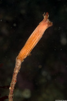 Styela montereyensis (Stalked Tunicate)