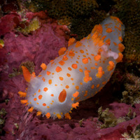 Triopha catalinae (Catalina Triopha)