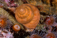 Calliostoma gloriosum (Glorious Top Snail)