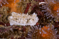 Aegires albopunctatus (Salt-and-Pepper Dorid)