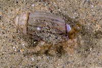 Pagurus hirsutiusculus (Hairy Hermit Crab)