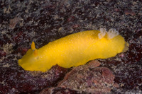 Doriopsilla fulva (White-Speckled Dorid)