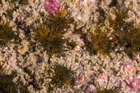 Dodecaceria pacifica (Colonial Tube Worm)