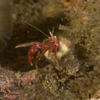 Orthopagurus minimus (Toothshell Hermit Crab)