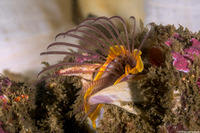 Balanus nubilus (Giant Acorn Barnacle)