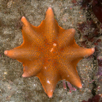 Patiria miniata (Bat Star)
