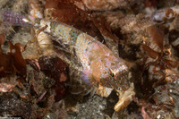 Orthonopias triacis (Snubnose Sculpin)