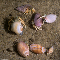 Isocheles pilosus (Moonsnail Hermit Crab)
