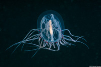 Polyorchis penicillatus (Bell Medusa)