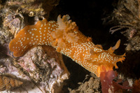 Triopha maculata (Spotted Triopha)