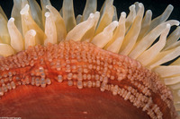 Urticina piscivora (Fish-Eating Urticina)