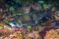 Rhacochilus vacca (Pile Perch)