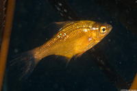 Brachyistius frenatus (Kelp Perch)