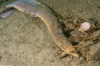 Cerebratulus californiensis (Light Edged Ribbon Worm)
