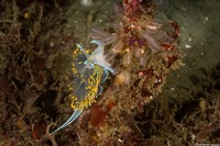 Hermissenda opalescens (Opalescent Nudibranch)