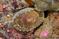 Diodora aspera (Keyhole Limpet)