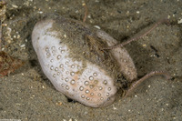 Lovenia cordiformis (Heart Urchin)