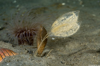 Megasurcula carpenteriana (Carpenter's Turrid)